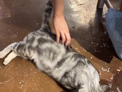 -猫猫幼稚园·撸猫·桌游·电玩