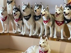 -Husky Go! 哈士奇体验馆·宠物咖啡厅狗咖
