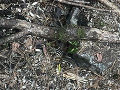 -五营红松林海景区