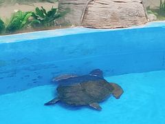 -海合安成都极地海洋公园