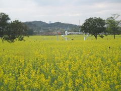-光明小镇欢乐田园