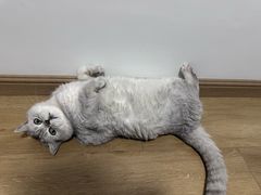 -御宝贝·A梦猫科宠物医院(国际猫友好医院)