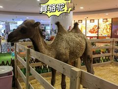 -正佳冰河湾真冰滑冰场