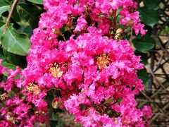 -武汉紫薇都市田园