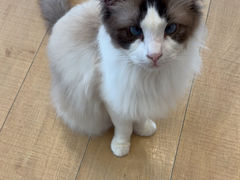 -Let's go狗咖·猫咖·奶狗·桌游(春熙路IFS店)