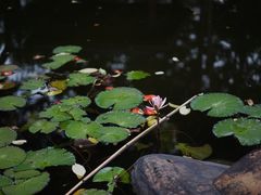 -深圳国际园林花卉博览园