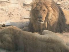 android_upload_pic-西安秦岭野生动物园