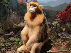 -陕西自然博物馆