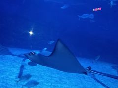 -烟台海昌鲸鲨海洋公园