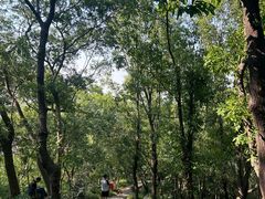 -上海佘山国家森林公园天马山园