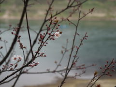 -朝阳正码头