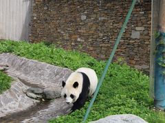 -卧龙中华大熊猫苑神树坪基地