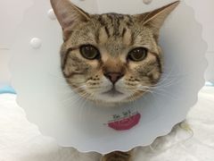 -康乐宝动物医院