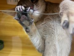 -猫十亿·布偶金渐层·曼基康矮脚猫舍(青年路店)