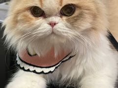 -猫大福·Fortune Cat猫舍(百子湾店)