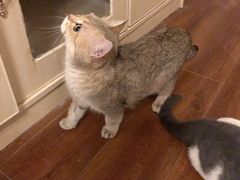 -Meowの猫咖(万家丽店)