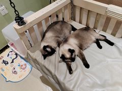 -藏猫猫咖啡主题馆(中央大道店)