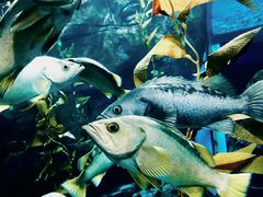 -瑞普利水族馆