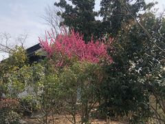 -巡塘古镇
