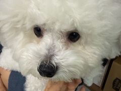 -心仪动物医院·牙专科·肿瘤·心脏科(西客站院)