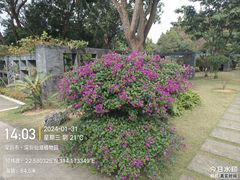 -深圳市中科院仙湖植物园