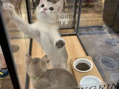 -袖虎·猫馆(体育西路店)