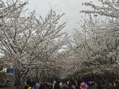-高东镇樱花园