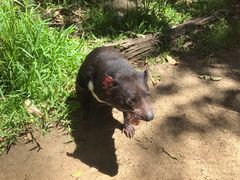 -可伦宾野生动物保护区