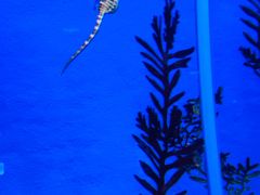 -上海海洋水族馆