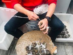 阳澄湖大闸蟹-水岸居湖景农家乐·阳澄湖大闸蟹