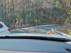 -天目山大树王景区