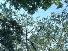 -瑞丽独树成林风景区