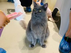 -藏猫猫咖啡主题馆(中央大道店)