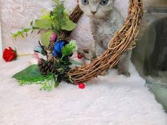-十年猫舍·猫咪专门店(普陀店)