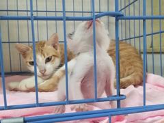 -瑞鹏宠物医院·骨科·猫科·内科(第一中心)