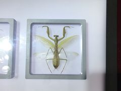-上海昆虫博物馆
