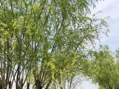 -汉长安城未央宫国家考古遗址公园