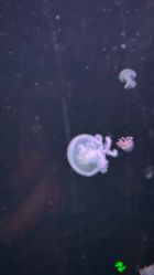 -Zoolung Zoolung动物主题公园(海信广场店)