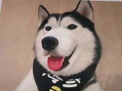 -Husky Go! 哈士奇体验馆·宠物咖啡厅狗咖