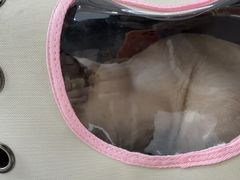 -半岛宠物医院24小时·内窥镜·牙科·碎石中心(府城大道店)