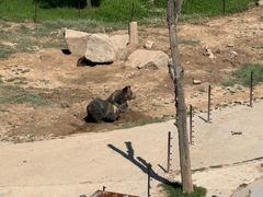 -青藏高原野生动物园