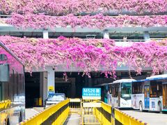 -深圳仙湖植物园-停车场