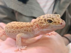 -藦茜花园宠物主题亲子互动体验馆(国顺东路店)