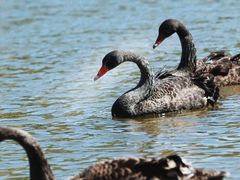 -新疆天山野生动物园