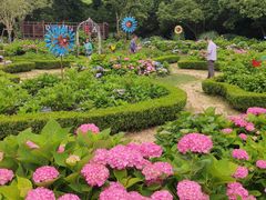 -上海共青森林公园