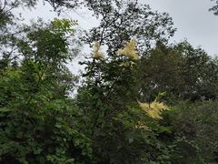 -青龙山国家森林公园