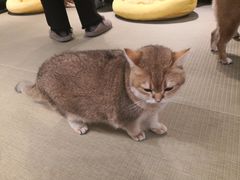 -逗柴咖啡屋·狗咖猫咖宠物桌游