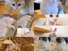 -猫腻·猫咖·撸猫馆(星光大道店)