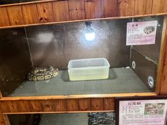 -上海大自然野生昆虫馆(东方明珠·爬宠昆虫探索中心)
