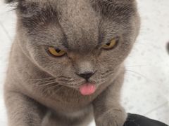 -喵园·猫主题咖啡厅·撸猫·猫咖(国贸店)